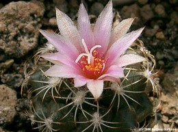 Turbinicarpus lauii